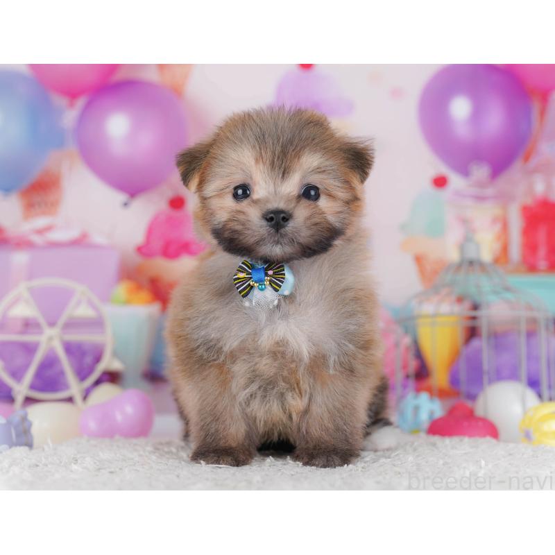 販売中の東京都のポメマル:ポメラニアン×マルチーズ-429228