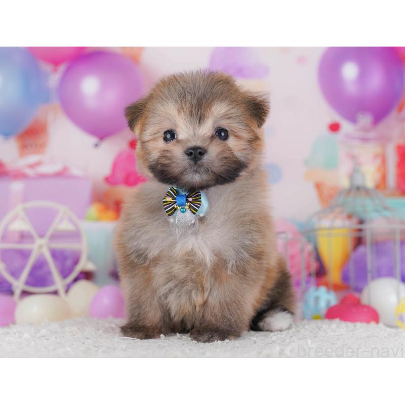 販売中の東京都のポメマル:ポメラニアン×マルチーズ-429228の11枚目