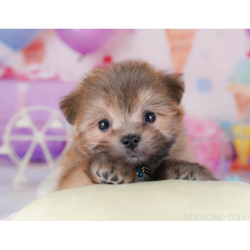 販売中の東京都のポメマル:ポメラニアン×マルチーズ-429228の4枚目