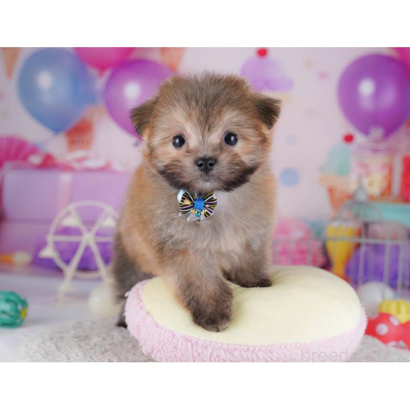 販売中の東京都のポメマル:ポメラニアン×マルチーズ-429228の3枚目