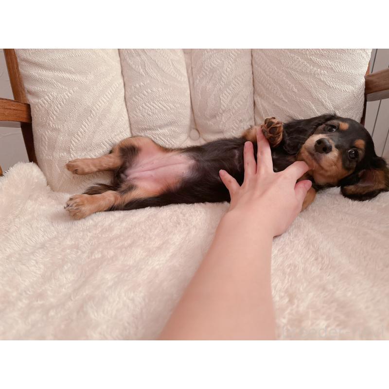 販売中の青森県のミニチュアダックスフンド(ロングヘアード)-428435の7枚目