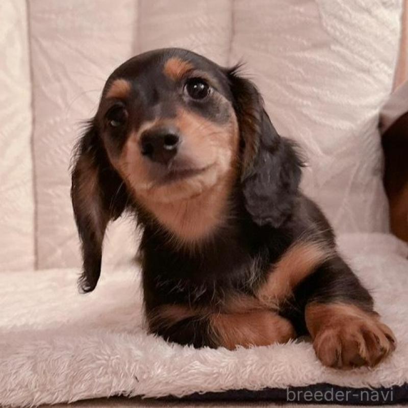 販売中の青森県のミニチュアダックスフンド(ロングヘアード)-428435