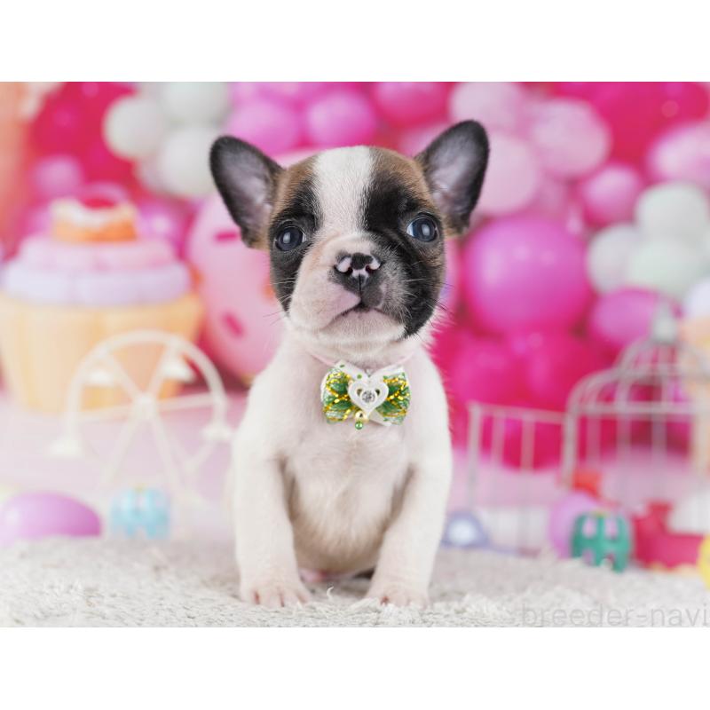 販売中の東京都のフレンチブルドッグ-429225の1枚目