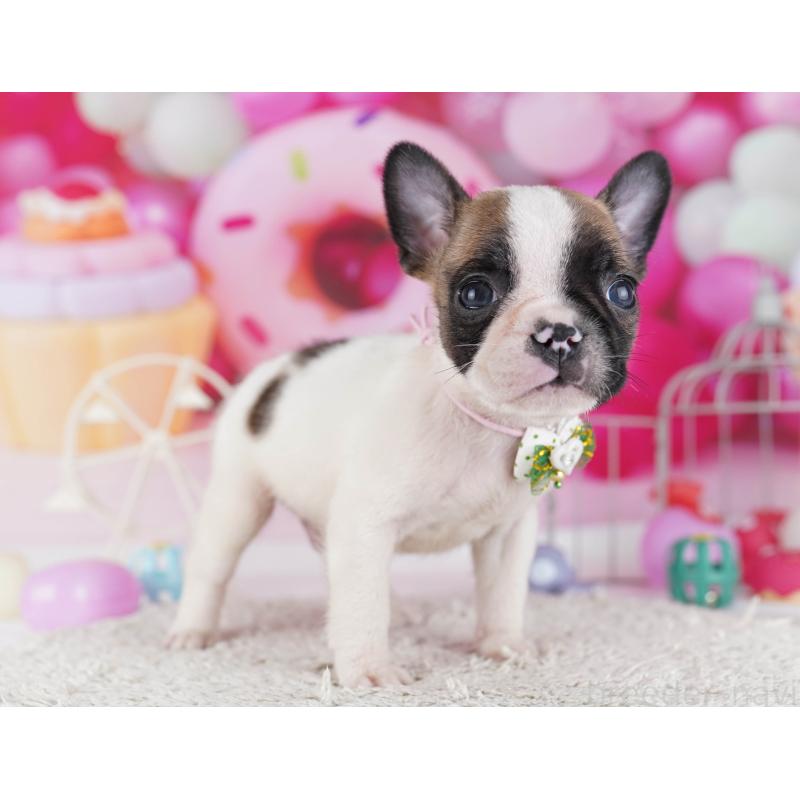 販売中の東京都のフレンチブルドッグ-429225の11枚目