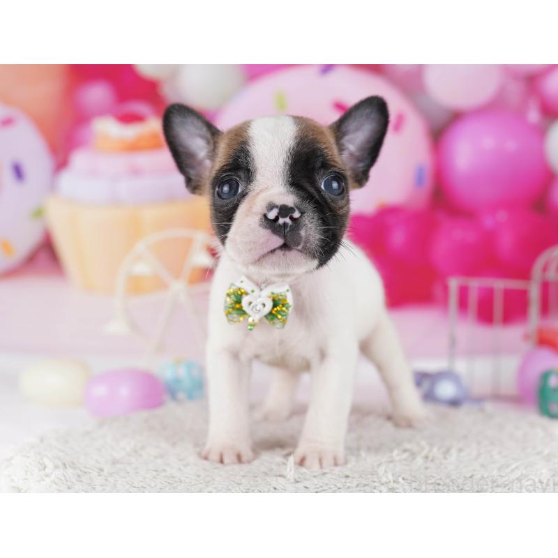 販売中の東京都のフレンチブルドッグ-429225の10枚目