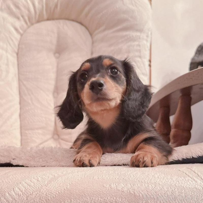 販売中の青森県のミニチュアダックスフンド(ロングヘアード)-428435の6枚目