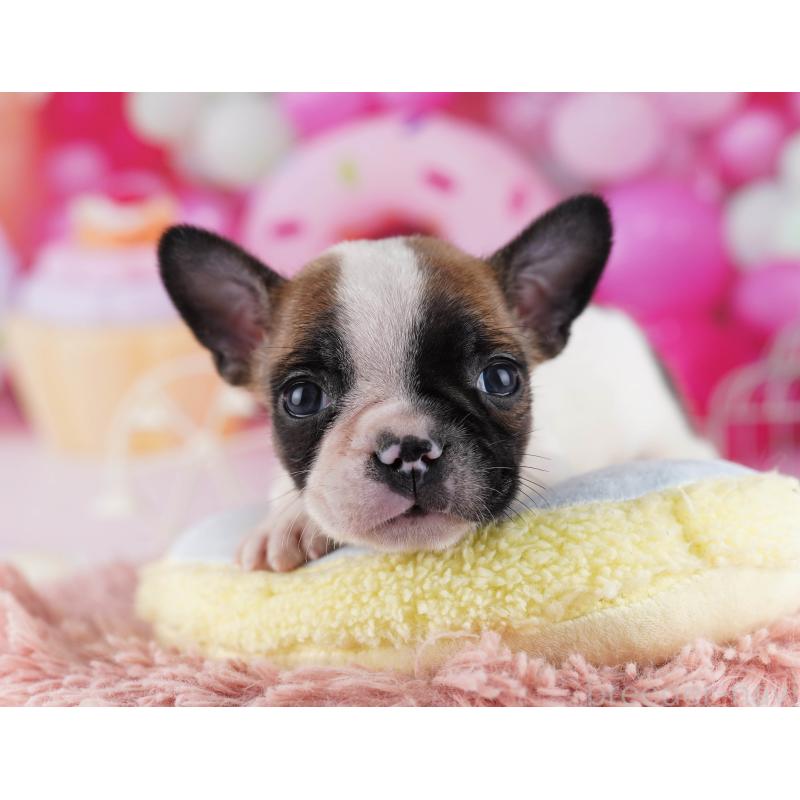 販売中の東京都のフレンチブルドッグ-429225の9枚目