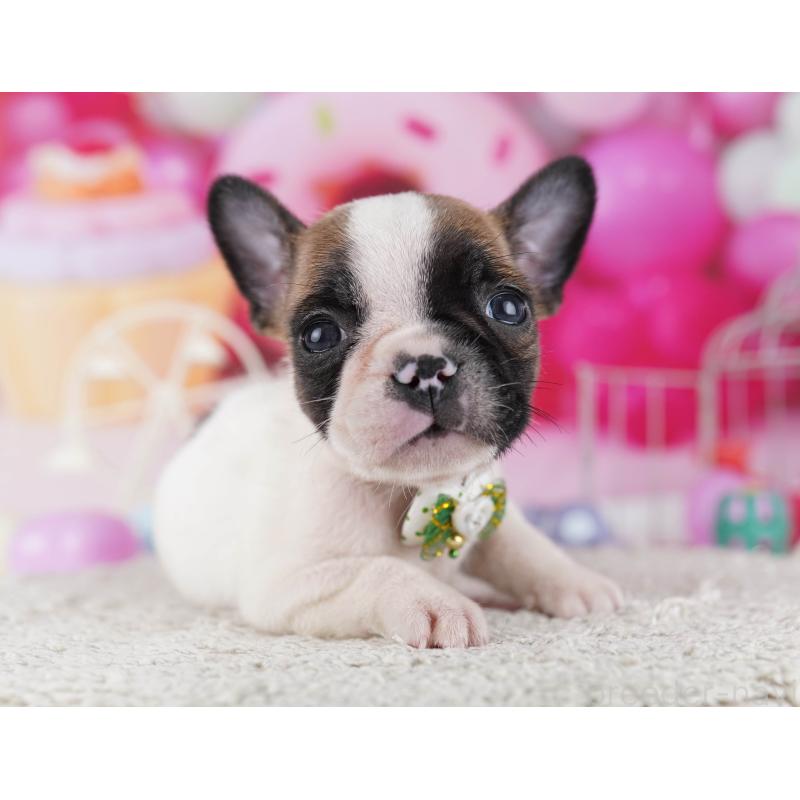 販売中の東京都のフレンチブルドッグ-429225の8枚目