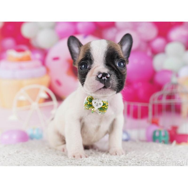 販売中の東京都のフレンチブルドッグ-429225の7枚目