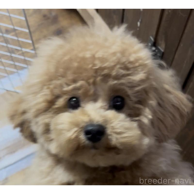 成約済の東京都のミックス犬-428241の3枚目