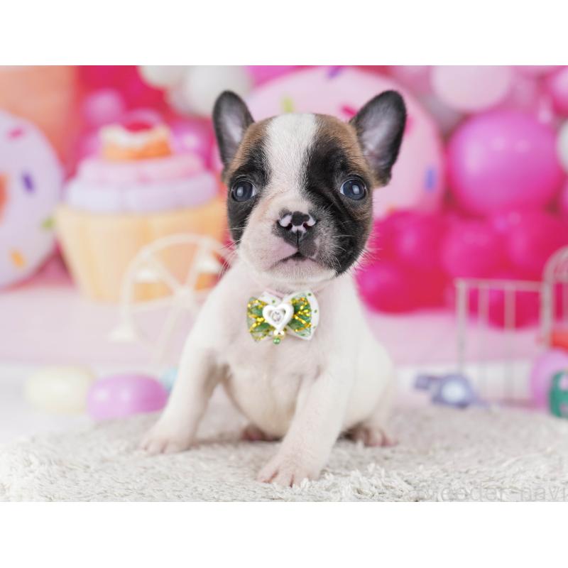 販売中の東京都のフレンチブルドッグ-429225の6枚目