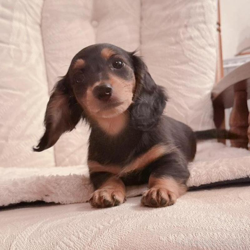 販売中の青森県のミニチュアダックスフンド(ロングヘアード)-428435の5枚目