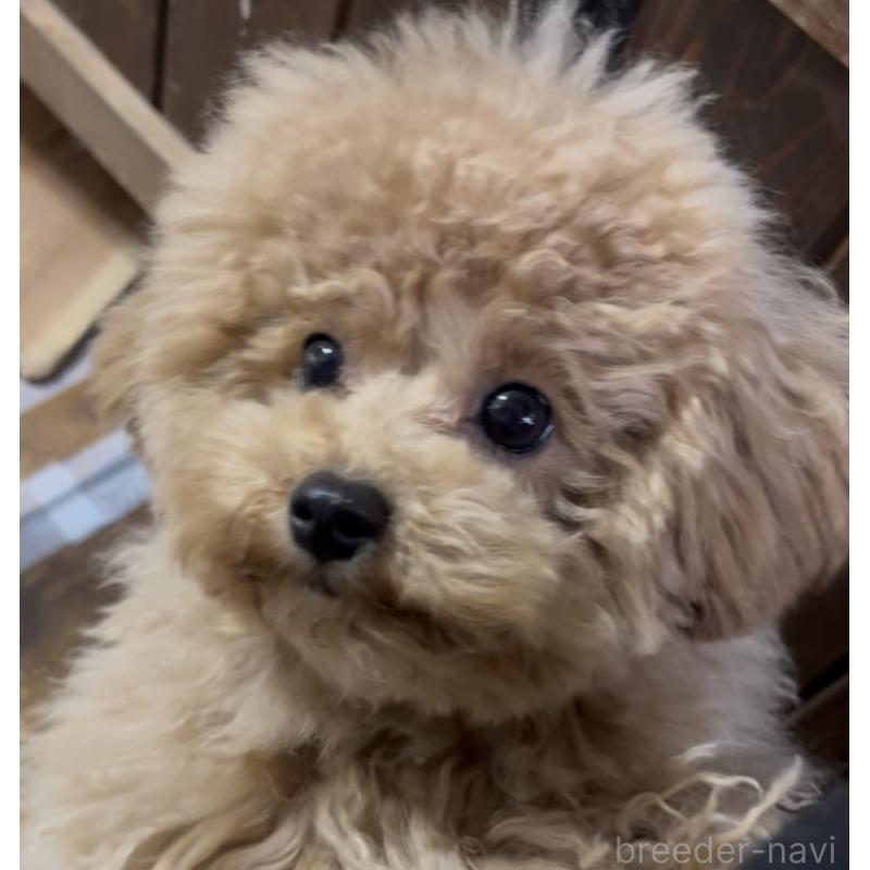 成約済の東京都のミックス犬-428241の2枚目