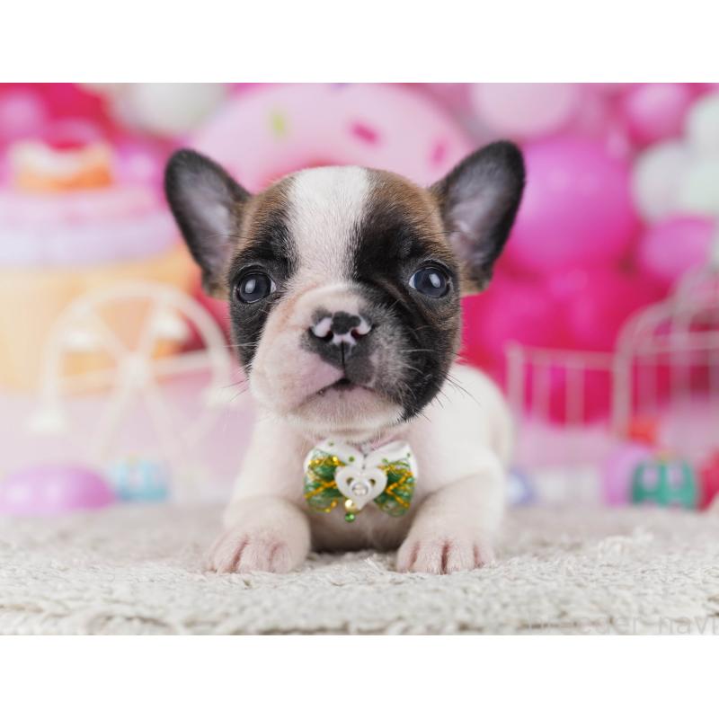 販売中の東京都のフレンチブルドッグ-429225の5枚目