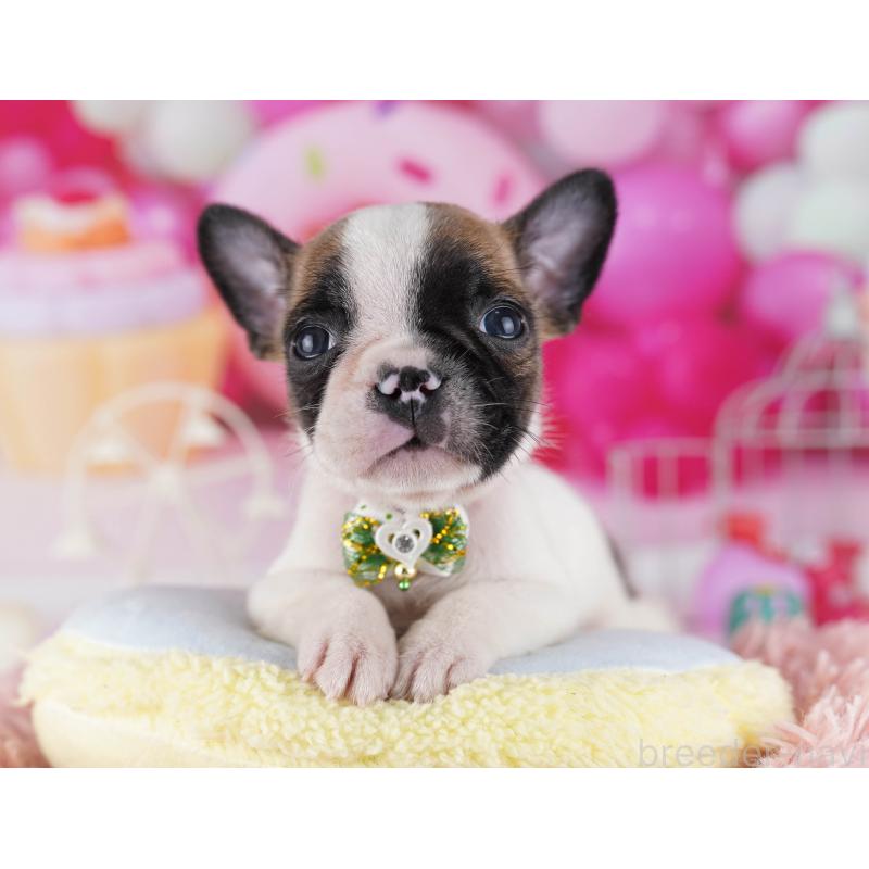 販売中の東京都のフレンチブルドッグ-429225の4枚目
