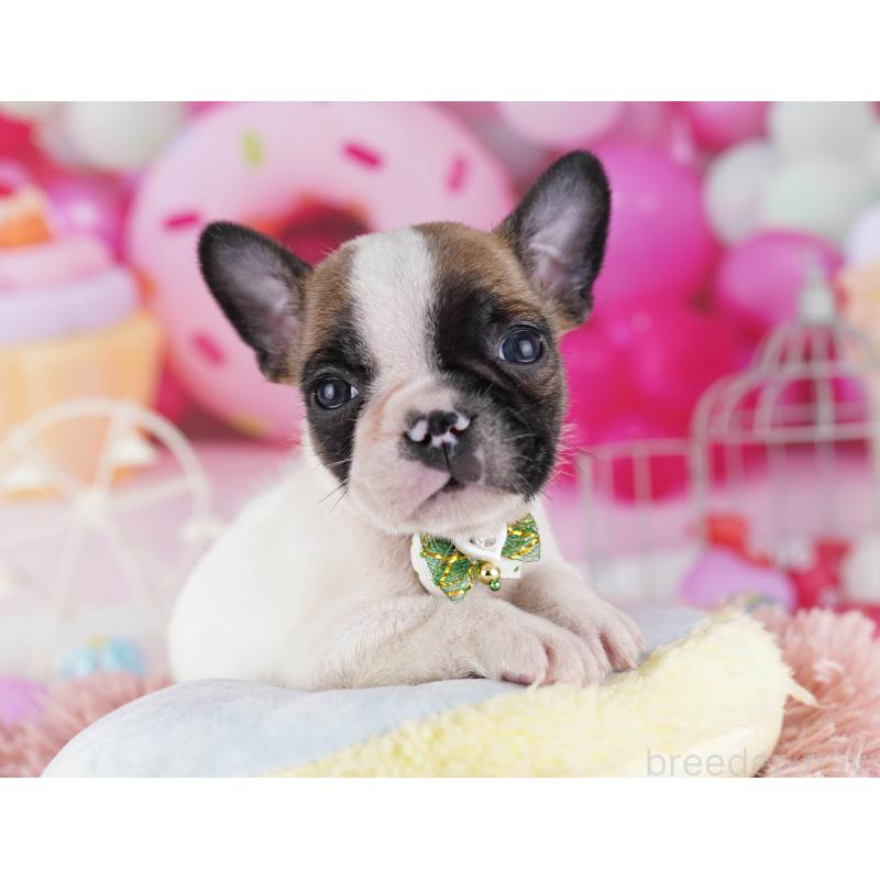 販売中の東京都のフレンチブルドッグ-429225の3枚目