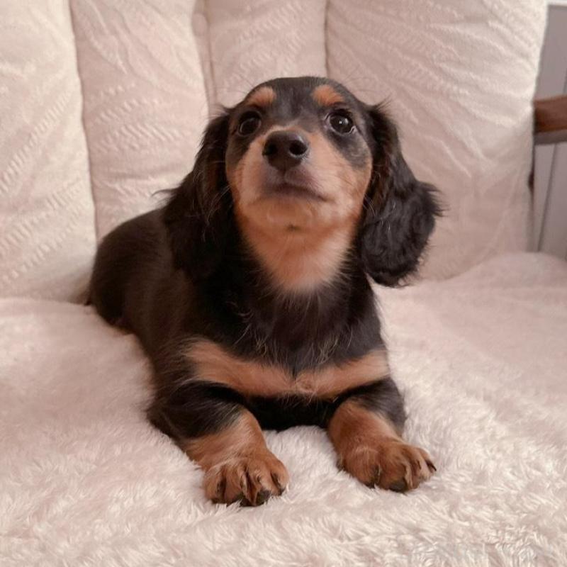 販売中の青森県のミニチュアダックスフンド(ロングヘアード)-428435の4枚目