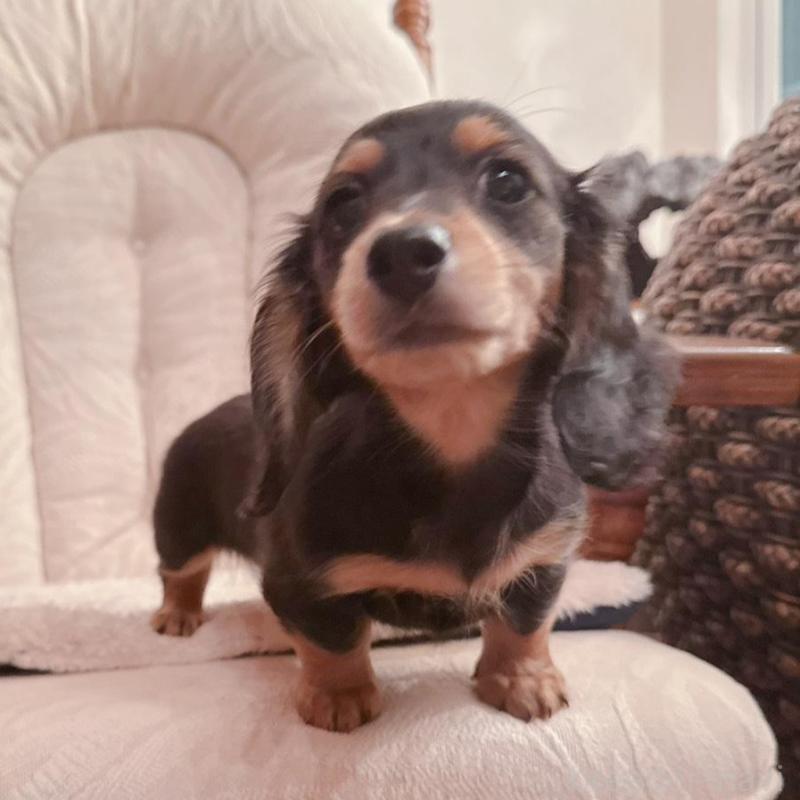 販売中の青森県のミニチュアダックスフンド(ロングヘアード)-428435の3枚目