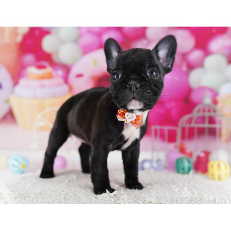 販売中の東京都のフレンチブルドッグ-429224の10枚目