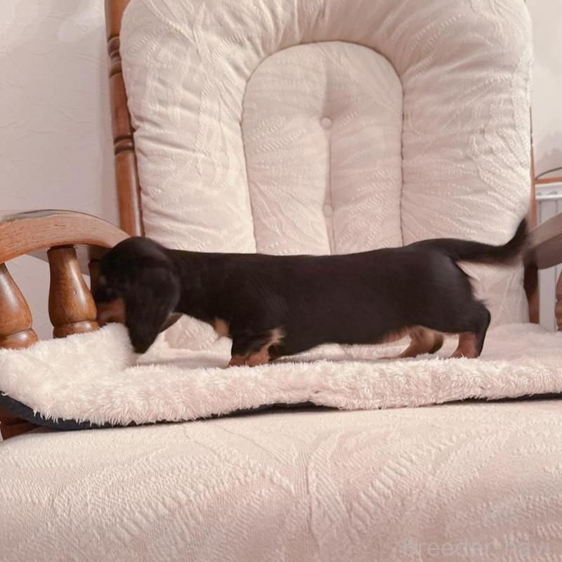 販売中の青森県のミニチュアダックスフンド(ロングヘアード)-428435の2枚目