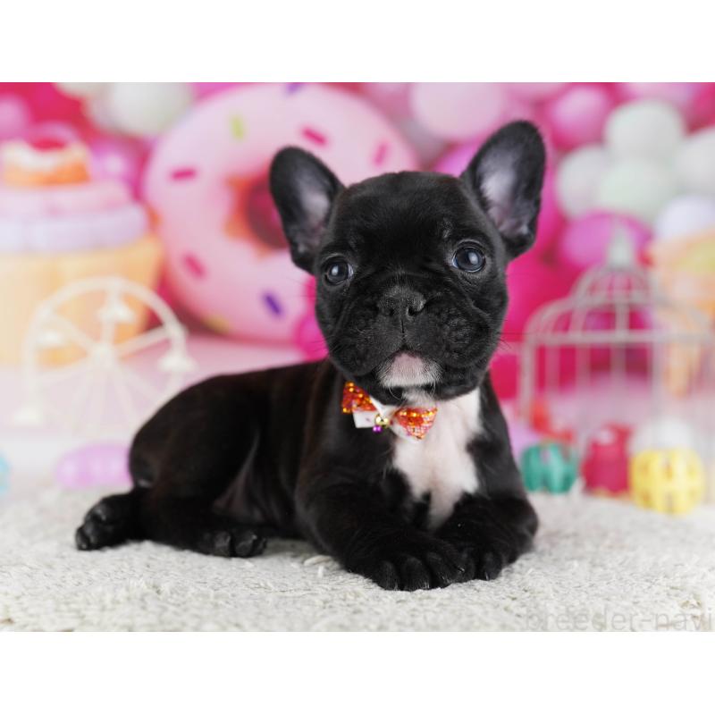 販売中の東京都のフレンチブルドッグ-429224の9枚目