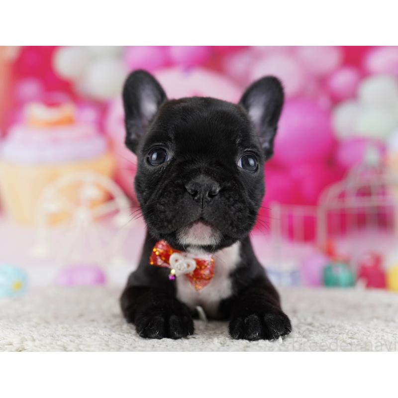 販売中の東京都のフレンチブルドッグ-429224の8枚目