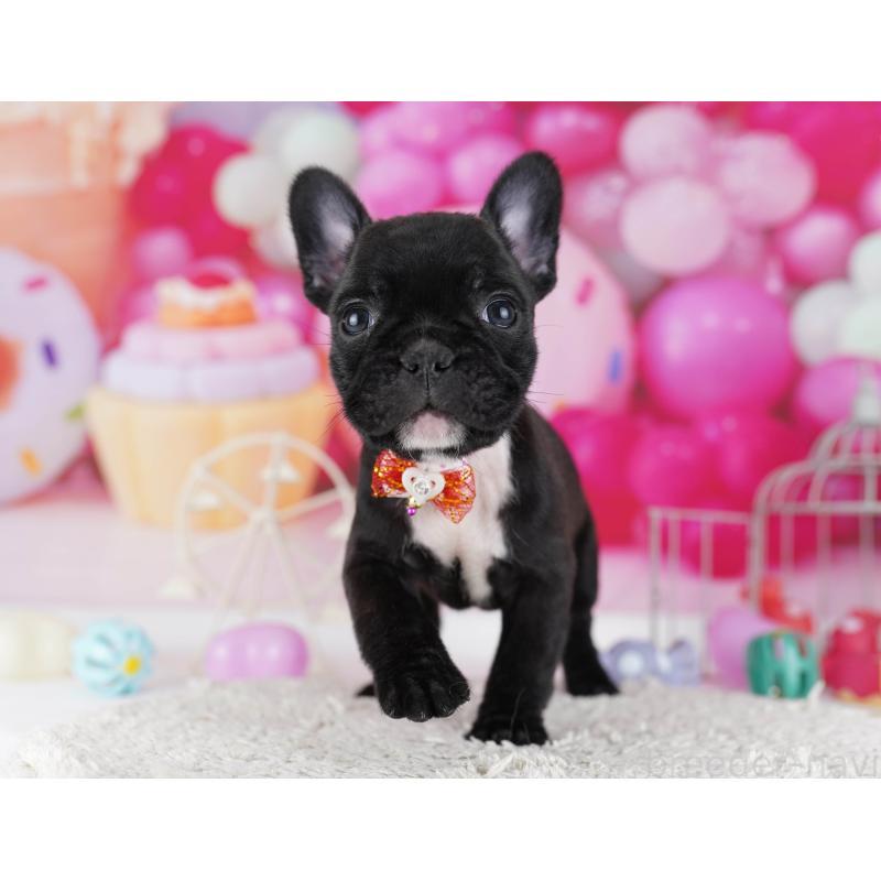 販売中の東京都のフレンチブルドッグ-429224の7枚目