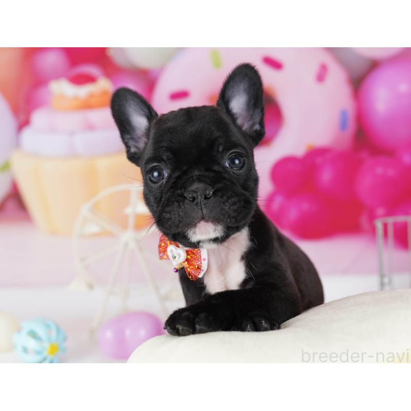 販売中の東京都のフレンチブルドッグ-429224の6枚目