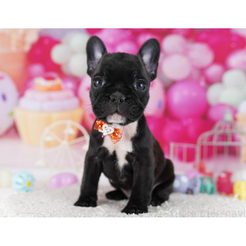 販売中の東京都のフレンチブルドッグ-429224の5枚目