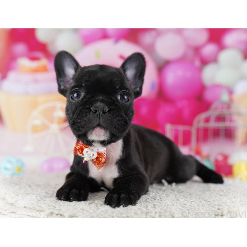 販売中の東京都のフレンチブルドッグ-429224の4枚目