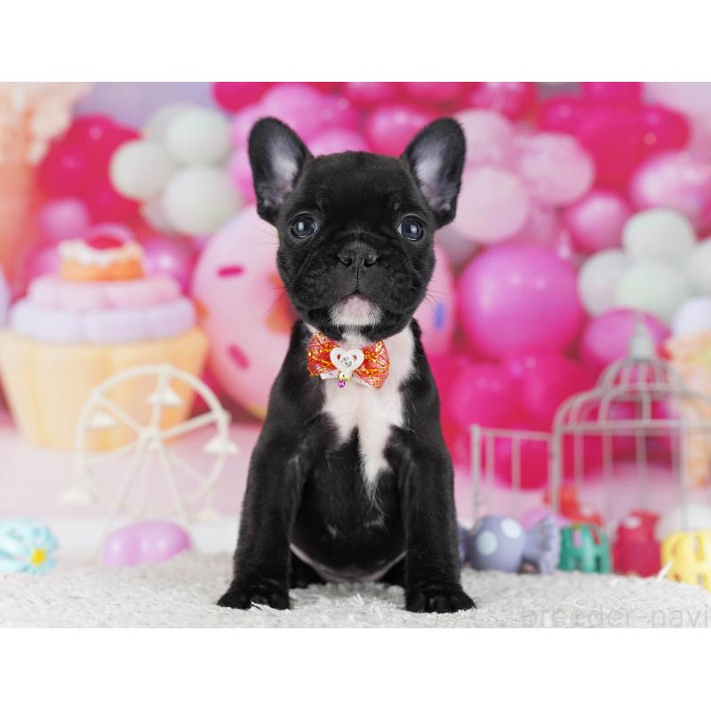 販売中の東京都のフレンチブルドッグ-429224の3枚目