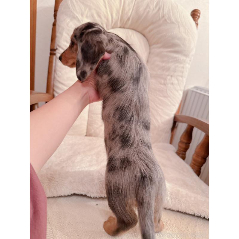 販売中の青森県のミニチュアダックスフンド(ロングヘアード)-428437の6枚目