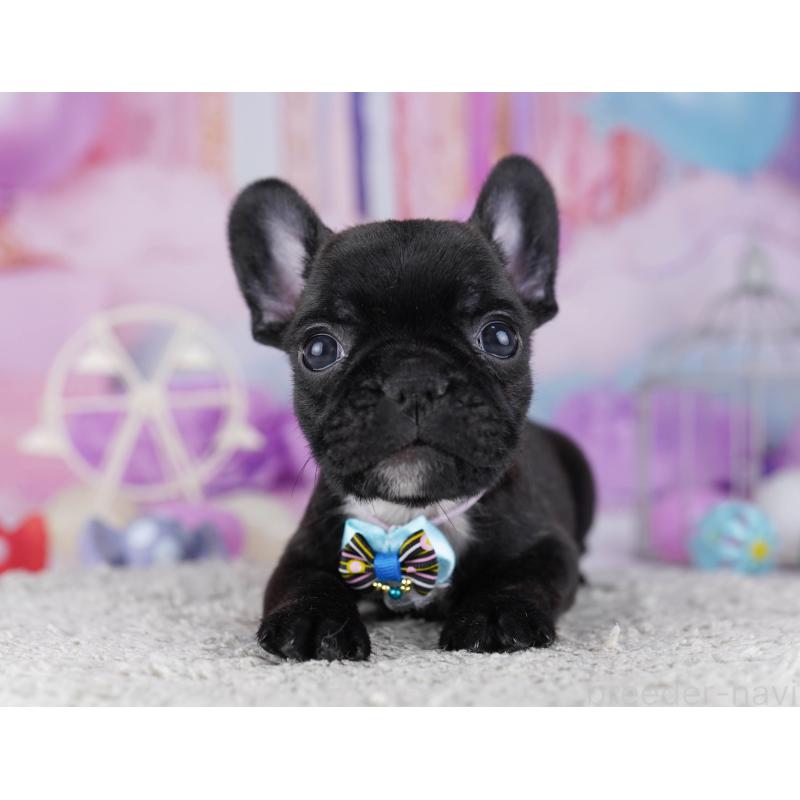 販売中の東京都のフレンチブルドッグ-429223