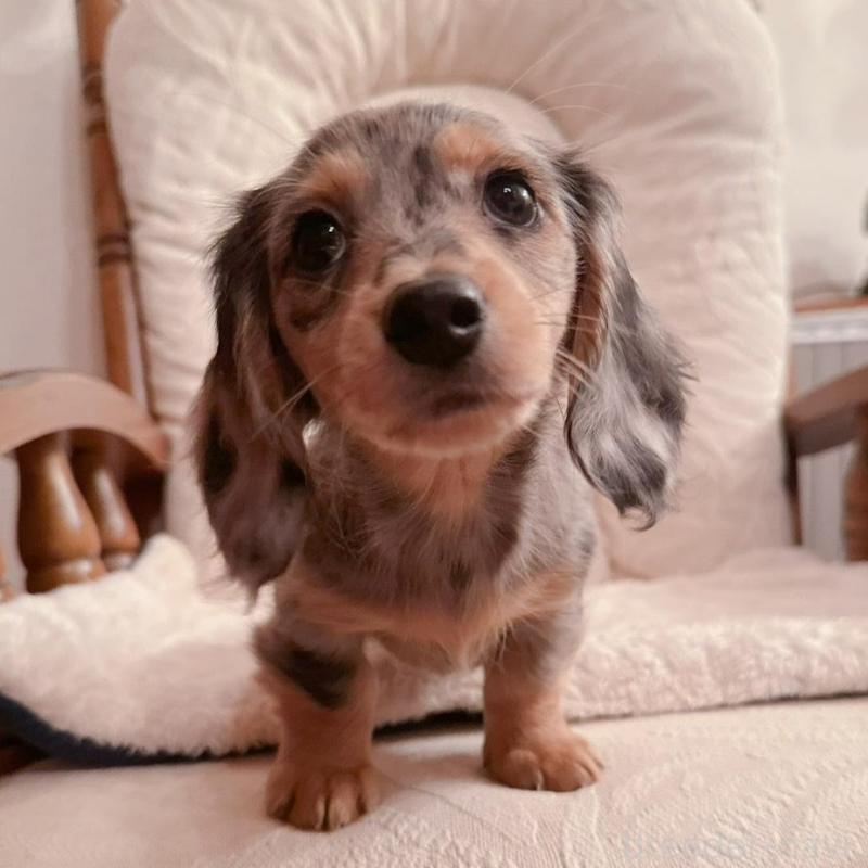 販売中の青森県のミニチュアダックスフンド(ロングヘアード)-428437の1枚目