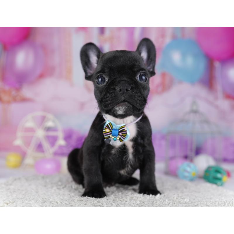 販売中の東京都のフレンチブルドッグ-429223の10枚目