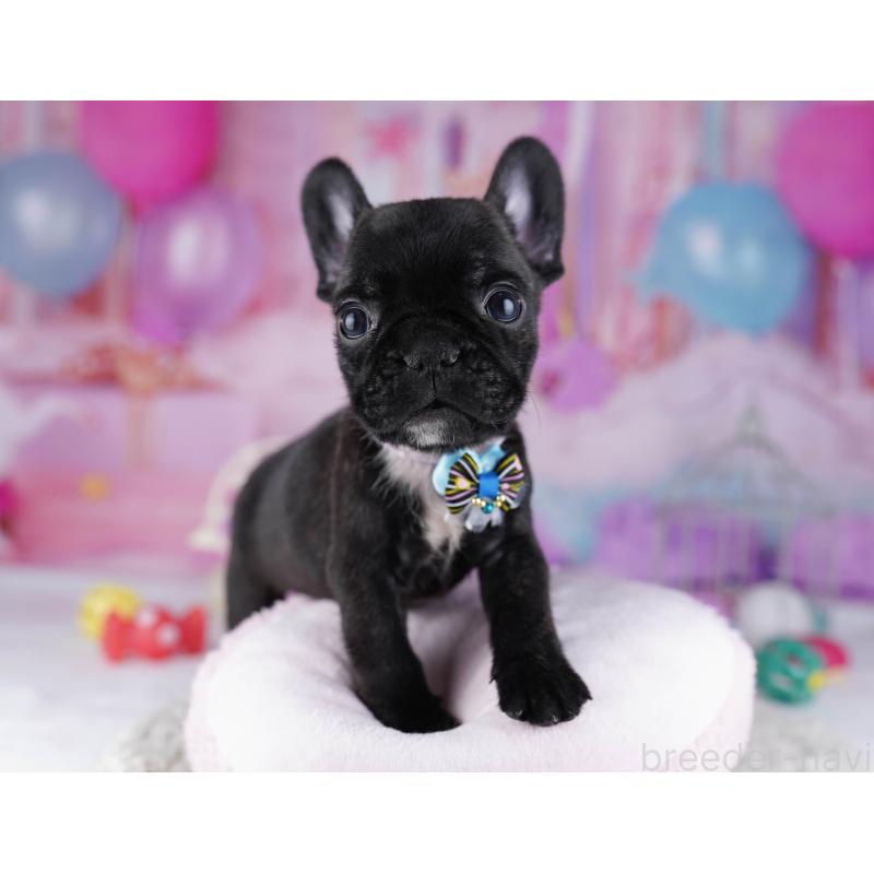 販売中の東京都のフレンチブルドッグ-429223の9枚目