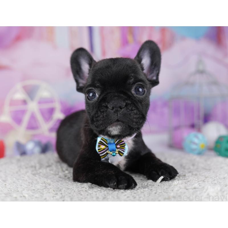 販売中の東京都のフレンチブルドッグ-429223の8枚目