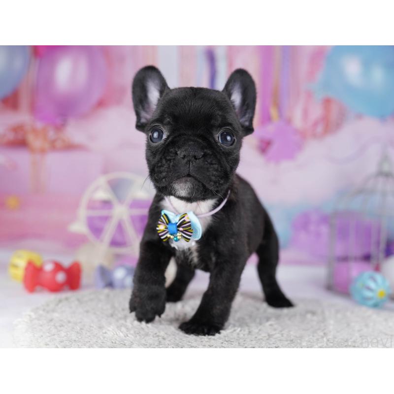 販売中の東京都のフレンチブルドッグ-429223の7枚目