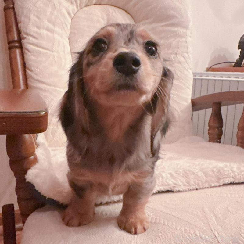 販売中の青森県のミニチュアダックスフンド(ロングヘアード)-428437の5枚目