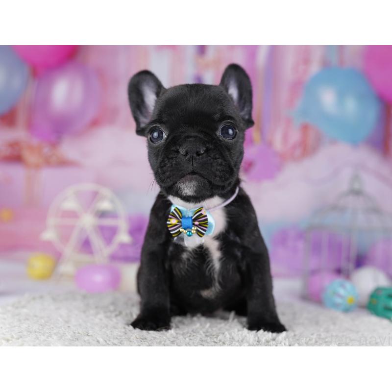 販売中の東京都のフレンチブルドッグ-429223の6枚目