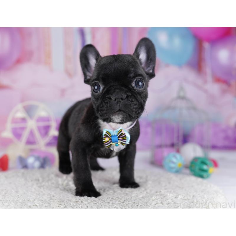 販売中の東京都のフレンチブルドッグ-429223の5枚目