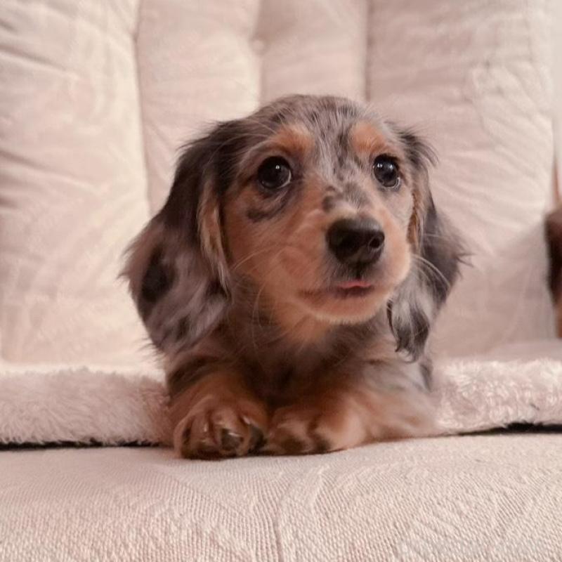 販売中の青森県のミニチュアダックスフンド(ロングヘアード)-428437の4枚目