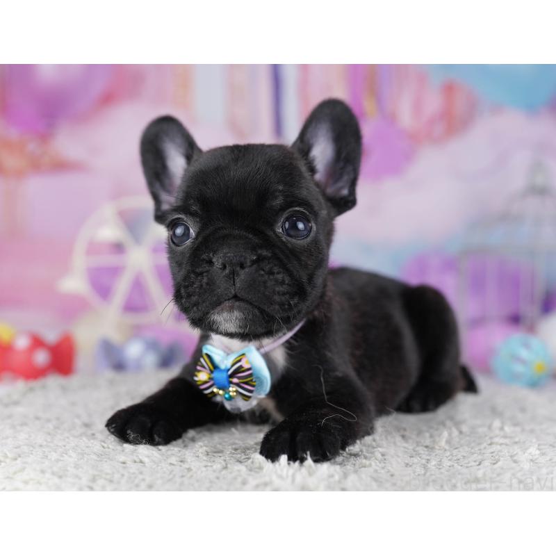 販売中の東京都のフレンチブルドッグ-429223の4枚目