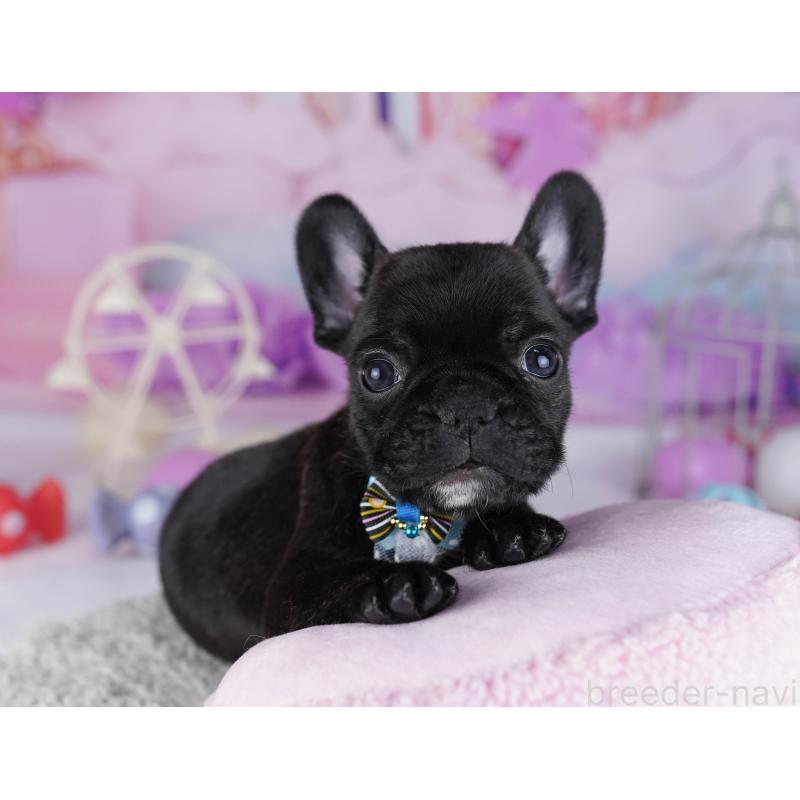 販売中の東京都のフレンチブルドッグ-429223の3枚目
