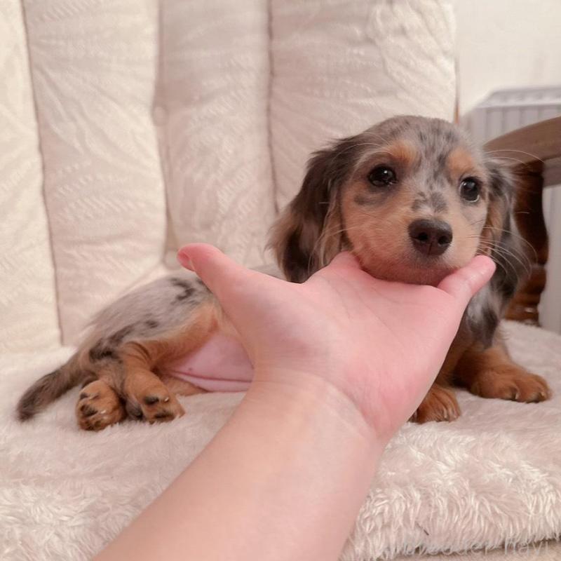 販売中の青森県のミニチュアダックスフンド(ロングヘアード)-428437の3枚目