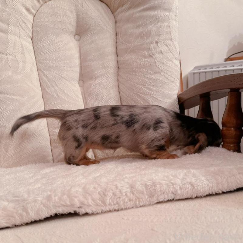 販売中の青森県のミニチュアダックスフンド(ロングヘアード)-428437の2枚目