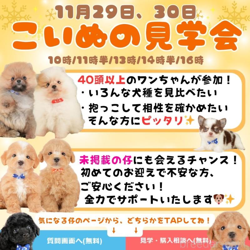 販売中の静岡県のトイプードル-420538の3枚目