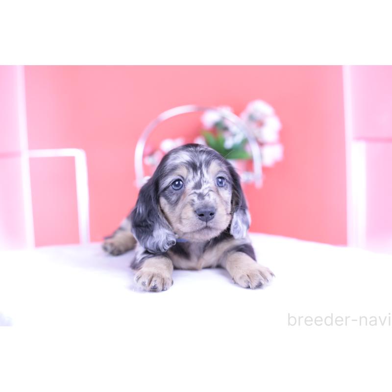 成約済の愛知県のカニンヘンダックスフンド(ロングヘアード)-426210の11枚目