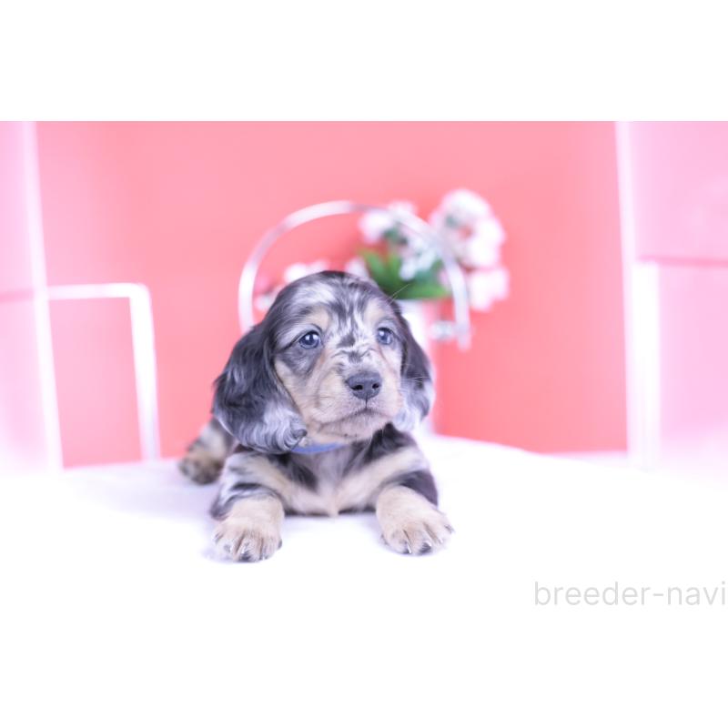 成約済の愛知県のカニンヘンダックスフンド(ロングヘアード)-426210の9枚目