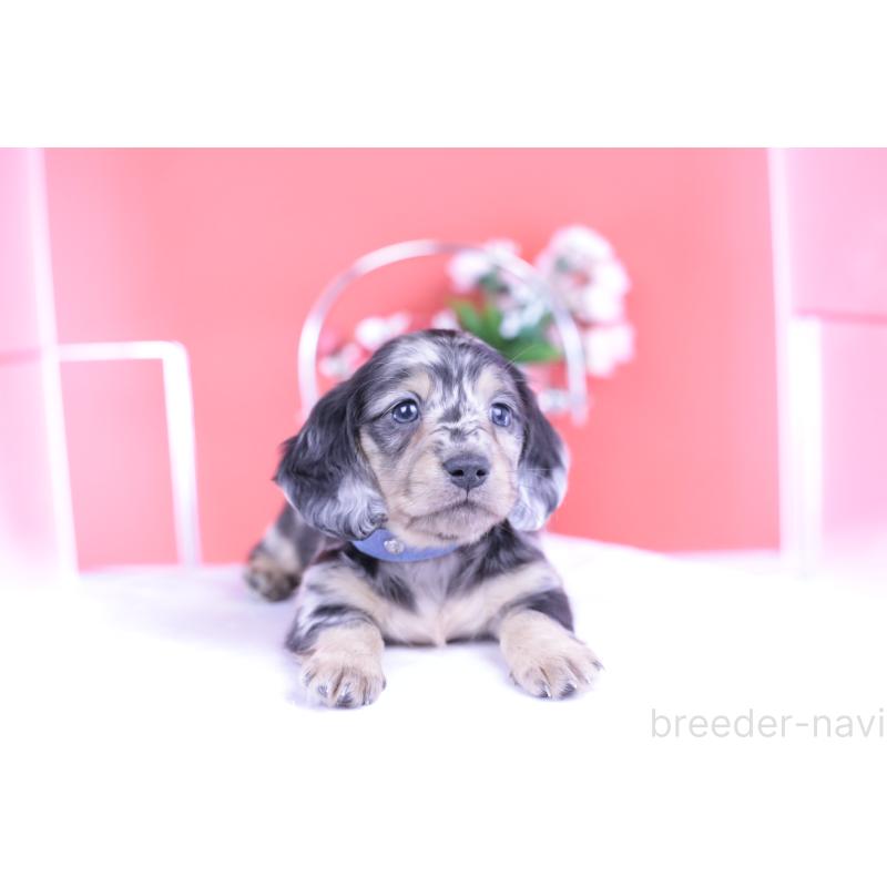 成約済の愛知県のカニンヘンダックスフンド(ロングヘアード)-426210の8枚目